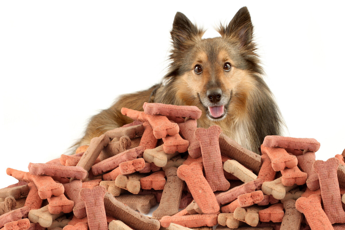 how to start a dog treat business